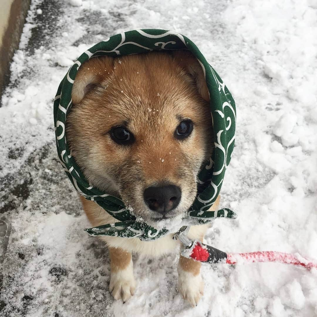 柴犬たま Shibainu Tamaさんのインスタグラム写真 - (柴犬たま Shibainu TamaInstagram)「🍀蔵出し映像リターンズ🍀 どんどん雪が積もっていってる〜⛄❄ この時(5年前)みたいにかまくら作れるかな？🤔  おしゅしは…一発で破壊しそうだけど😂😂  Caption trans🇬🇧 🍀 Memory clip returns 🍀 In the area where we live, the snow is starting to pile up⛄❄ Will we get as much snow as we did at this time (5 years ago)?🤔  #柴犬たま #たママ #たま家族 #柴犬ミケ #蔵出し映像 #蔵出し映像リターンズ #雪 #日本の冬 #かまくら #雪だるま #仲良し親子 #唐草模様 #ミケ助 #困り顔 #ブタ鼻 #wink #ウインク #ウィンク #柴犬 #shiba #shibainu #shibastagram #犬 #dog #柴犬子犬 #子犬  #shibapuppy #shibainupuppy #puppy #多頭飼い」1月8日 12時08分 - tama7653