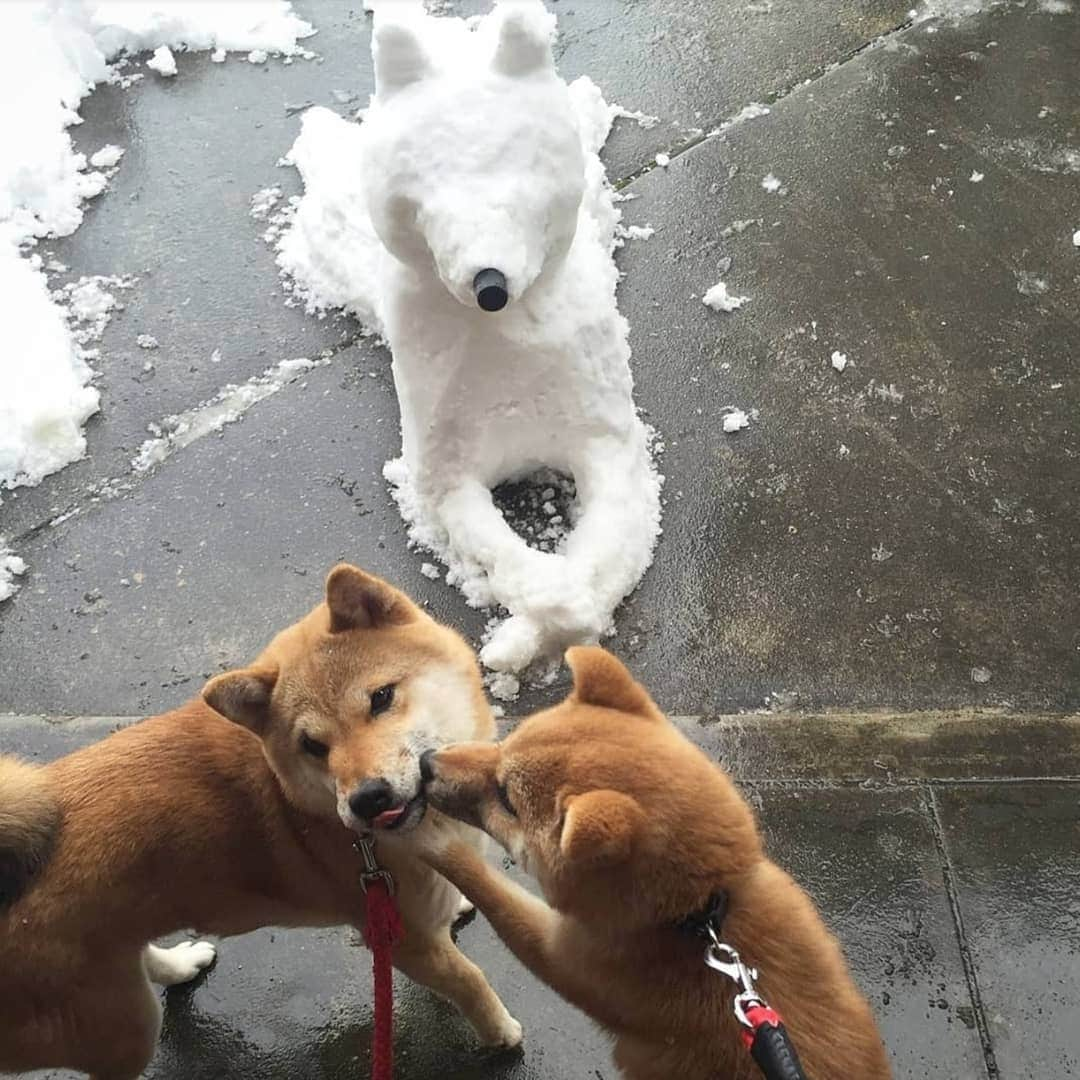 柴犬たま Shibainu Tamaさんのインスタグラム写真 - (柴犬たま Shibainu TamaInstagram)「🍀蔵出し映像リターンズ🍀 どんどん雪が積もっていってる〜⛄❄ この時(5年前)みたいにかまくら作れるかな？🤔  おしゅしは…一発で破壊しそうだけど😂😂  Caption trans🇬🇧 🍀 Memory clip returns 🍀 In the area where we live, the snow is starting to pile up⛄❄ Will we get as much snow as we did at this time (5 years ago)?🤔  #柴犬たま #たママ #たま家族 #柴犬ミケ #蔵出し映像 #蔵出し映像リターンズ #雪 #日本の冬 #かまくら #雪だるま #仲良し親子 #唐草模様 #ミケ助 #困り顔 #ブタ鼻 #wink #ウインク #ウィンク #柴犬 #shiba #shibainu #shibastagram #犬 #dog #柴犬子犬 #子犬  #shibapuppy #shibainupuppy #puppy #多頭飼い」1月8日 12時08分 - tama7653