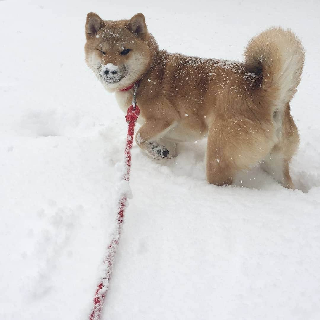 柴犬たま Shibainu Tamaさんのインスタグラム写真 - (柴犬たま Shibainu TamaInstagram)「🍀蔵出し映像リターンズ🍀 どんどん雪が積もっていってる〜⛄❄ この時(5年前)みたいにかまくら作れるかな？🤔  おしゅしは…一発で破壊しそうだけど😂😂  Caption trans🇬🇧 🍀 Memory clip returns 🍀 In the area where we live, the snow is starting to pile up⛄❄ Will we get as much snow as we did at this time (5 years ago)?🤔  #柴犬たま #たママ #たま家族 #柴犬ミケ #蔵出し映像 #蔵出し映像リターンズ #雪 #日本の冬 #かまくら #雪だるま #仲良し親子 #唐草模様 #ミケ助 #困り顔 #ブタ鼻 #wink #ウインク #ウィンク #柴犬 #shiba #shibainu #shibastagram #犬 #dog #柴犬子犬 #子犬  #shibapuppy #shibainupuppy #puppy #多頭飼い」1月8日 12時08分 - tama7653