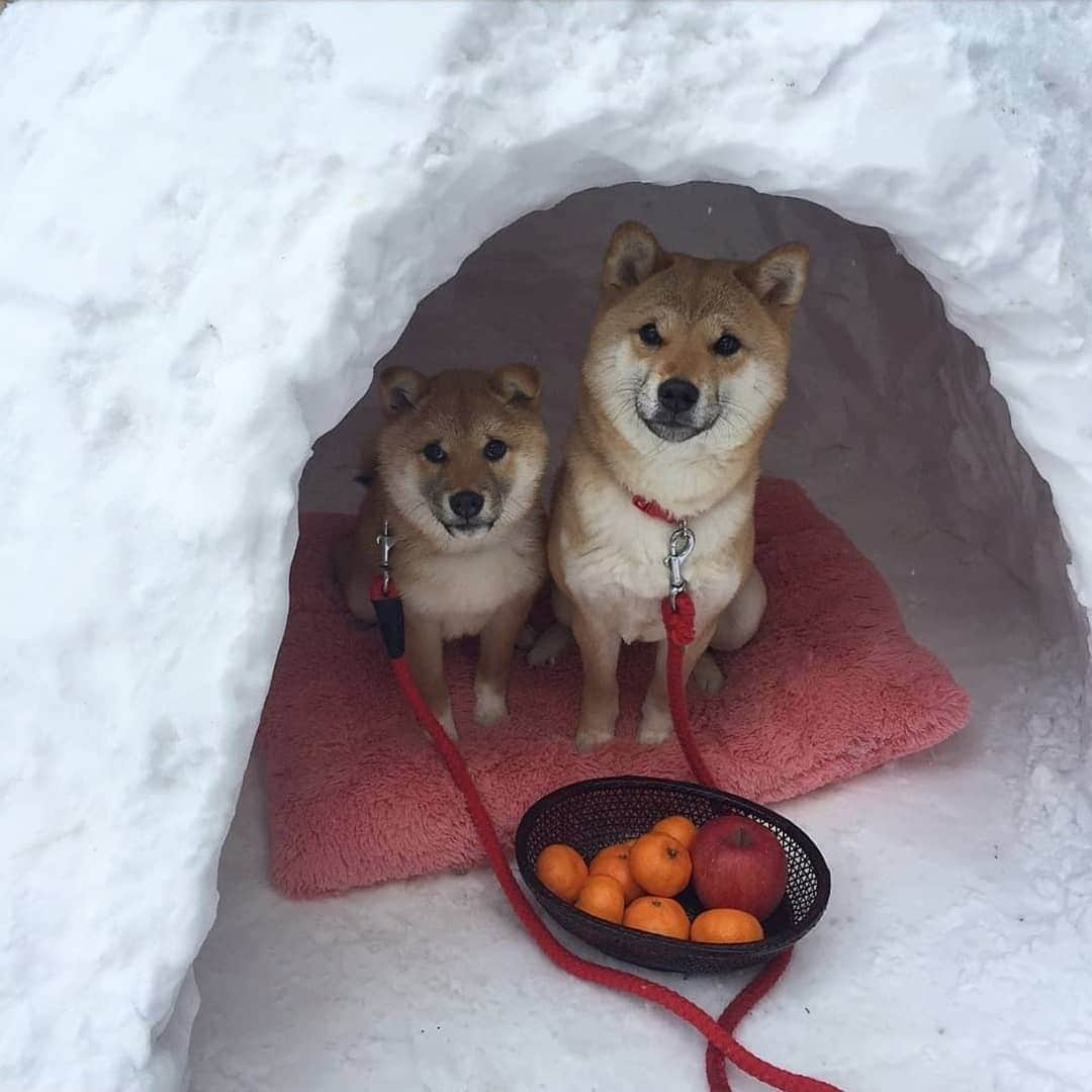 柴犬たま Shibainu Tamaのインスタグラム