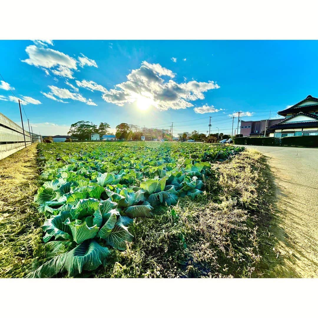 岡田鷹斗のインスタグラム：「キャベツ畑と僕。  #農家　#キャベツ　#農家さんありがとう  #普段何気なく食べてる野菜も農家の方がいるからこそ食べられる  #ありがとう #ありがとうキャベツ　#🥬」