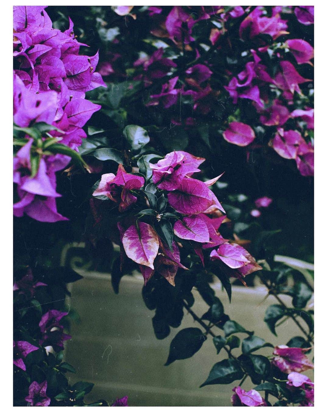 山中海輝のインスタグラム：「☔︎☔︎☔︎ It's been raining here in Okinawa.」