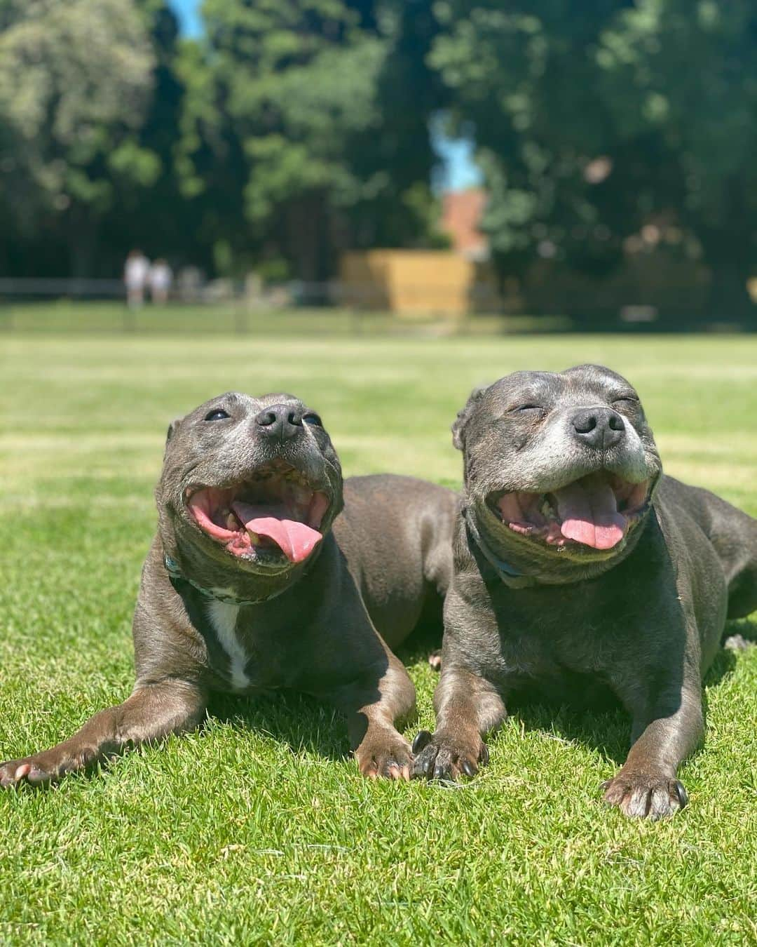 DARREN&PHILLIPさんのインスタグラム写真 - (DARREN&PHILLIPInstagram)「One of us is smiling bc de park makes him super duper happy and one of us is ‘smiling’ bc he’s puffed out and plotting his revenge for later.」1月8日 12時44分 - the_blueboys