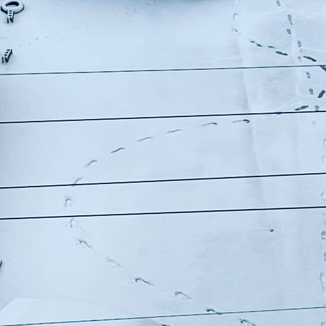 前田真里さんのインスタグラム写真 - (前田真里Instagram)「大雪の長崎。  ベランダの花も寒そう、、  歩く時は、ゆっくり 歩幅小さく〜がよさそうです👣  stay warm stay safe❤️  あたたかくして お過ごしくださいね🍀」1月8日 12時57分 - maedamari