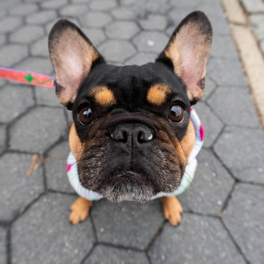 The Dogistさんのインスタグラム写真 - (The DogistInstagram)「Vera, French Bulldog (2 y/o), Battery Park City Esplanade, New York, NY • “Her parents rescued her. She used to be a breeder.”」1月8日 13時35分 - thedogist