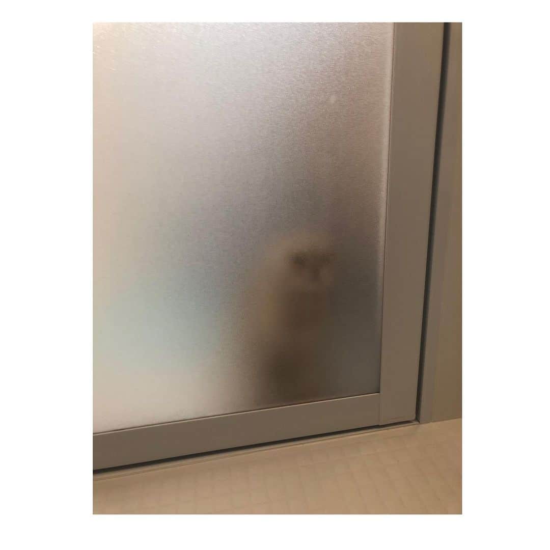 相馬有紀実のインスタグラム：「甘えん坊もへい。 お風呂場にて♨️  #すこてぃっしゅふぉーるど  #cat ＃猫　#ねこすたぐらむ #ねこのいる生活」