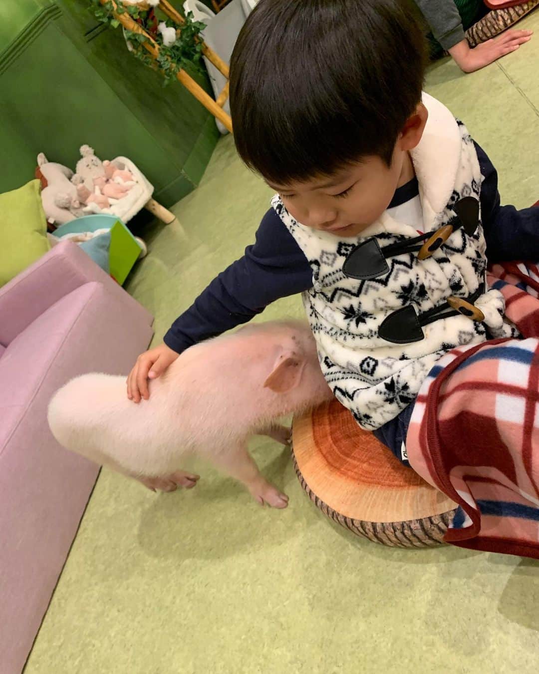桜井未来さんのインスタグラム写真 - (桜井未来Instagram)「豚カフェ🐷🍰 この日の豚さん達凶暴で、ドーナツ🍩頼んだら、襲われて、大人の私でもちょっと凄いな💦ってレベルだった😅💦  動物は意外に怖いって社会勉強ですね😂🤣」1月8日 14時05分 - miki.sakurai0214