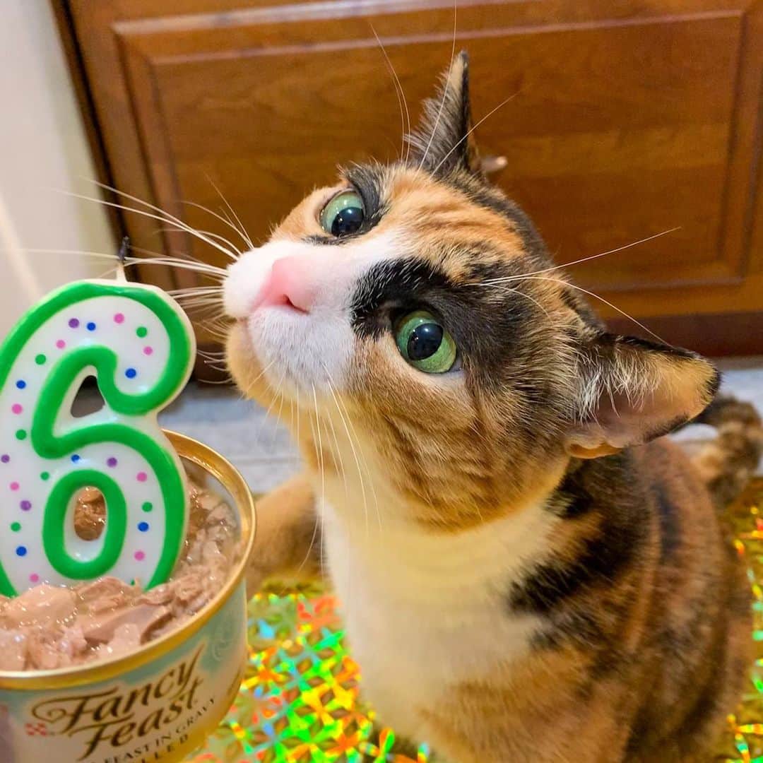 のインスタグラム：「It’s my birthday! I’m 6 years old today!! 😸🎉  . . . #happybirthday #lillyis6 #birthday #lilly_crazyeyes #instacat #crazyeyes #eyebrows #catsofinstagram #calico #calicocat  #meowstagram #catoftheday #fancyfeast  #fancyfeastparty #topcatoftheday #cutestcatsofinsta #instabirthday #birthdaygirl #birthdaycake #birthdayparty #birthdayshoot #birthdaypawty #lillyspawty #myfancycat」