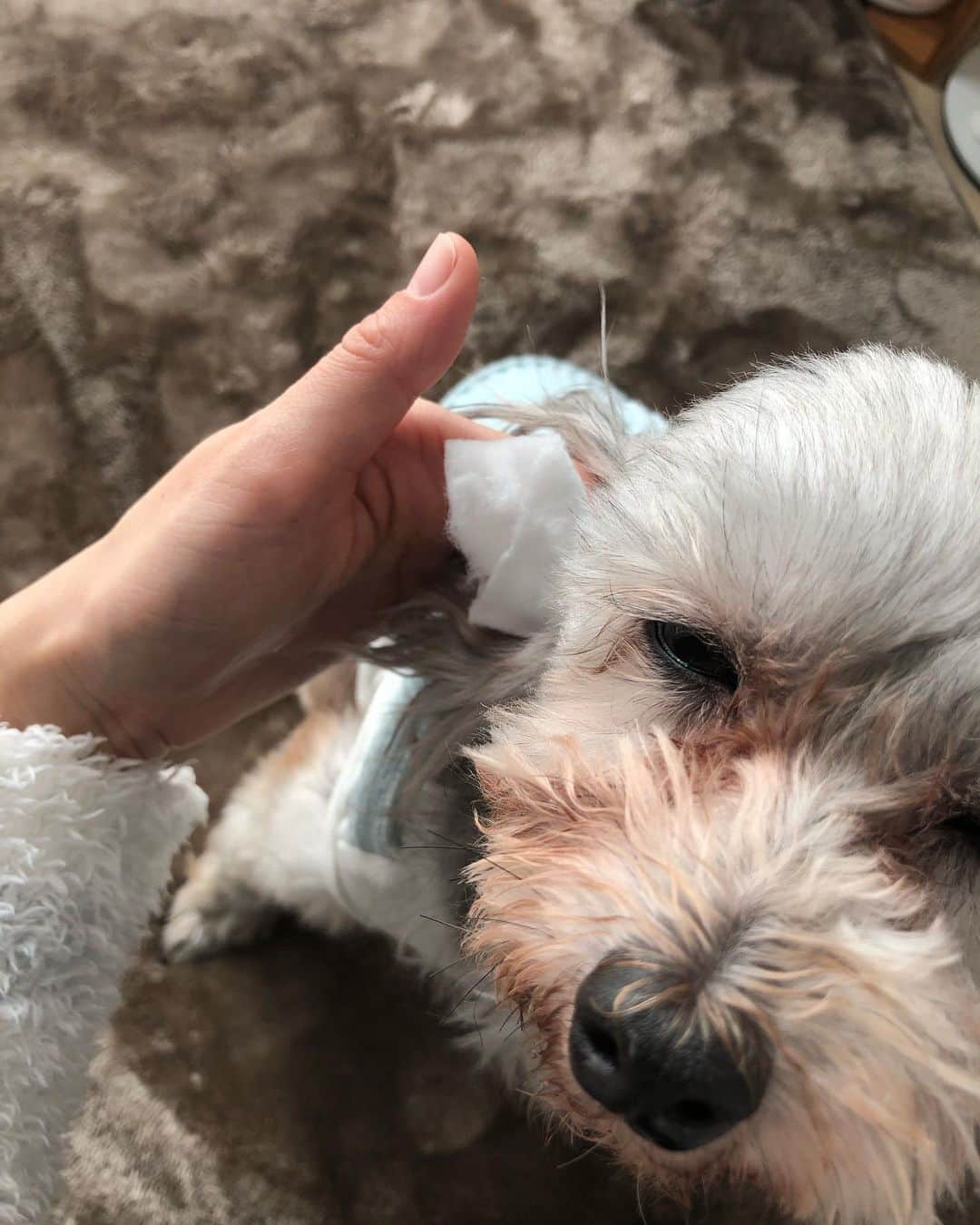小坂温子さんのインスタグラム写真 - (小坂温子Instagram)「耳そうじ、目が飛びでそうなくらい嫌がってたのに( °_° )気持ちよさそうに耳そうじが出来るようになった😍🥰❤️嬉しい😆❣️👏🏻✨ 今日はお風呂にも入ろっ🛁🐕💗 #犬の耳そうじ  #スキンシップ  #気持ちよさそう  #マーガレットちゃん  #マルプー」1月8日 14時10分 - kosaka_atsuko