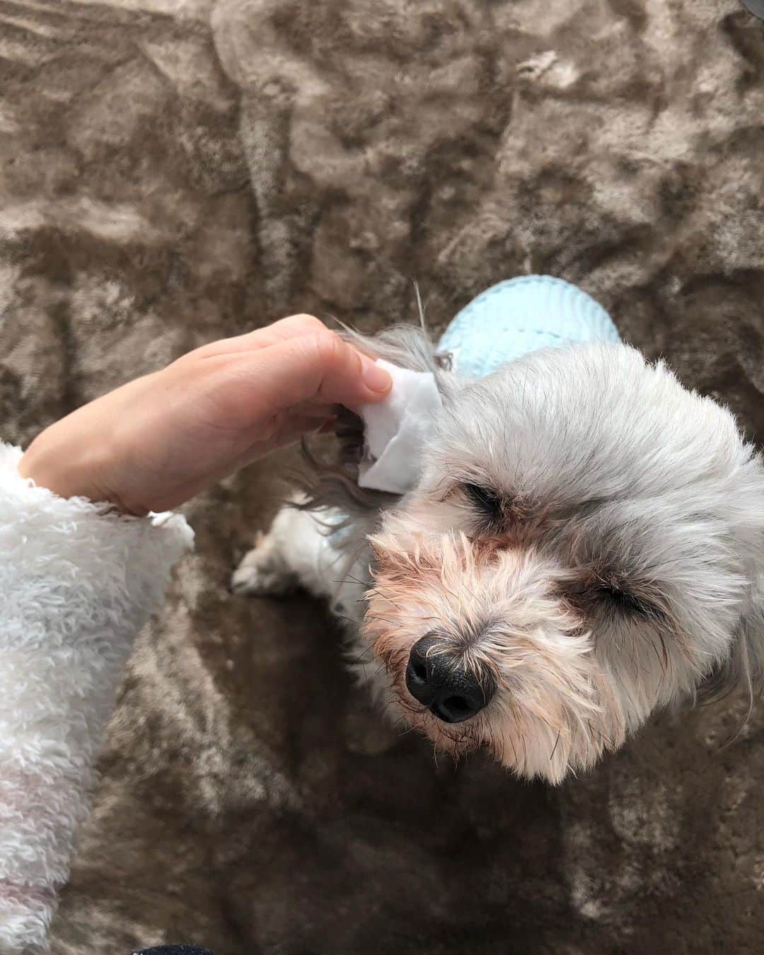 小坂温子さんのインスタグラム写真 - (小坂温子Instagram)「耳そうじ、目が飛びでそうなくらい嫌がってたのに( °_° )気持ちよさそうに耳そうじが出来るようになった😍🥰❤️嬉しい😆❣️👏🏻✨ 今日はお風呂にも入ろっ🛁🐕💗 #犬の耳そうじ  #スキンシップ  #気持ちよさそう  #マーガレットちゃん  #マルプー」1月8日 14時10分 - kosaka_atsuko
