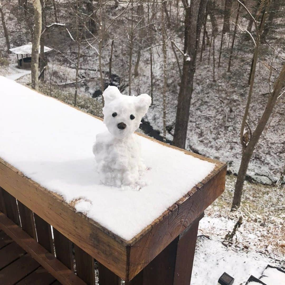 高橋幸宏さんのインスタグラム写真 - (高橋幸宏Instagram)「今年の雪ワン ＃雪ワン」1月8日 14時12分 - room66_yukihiro