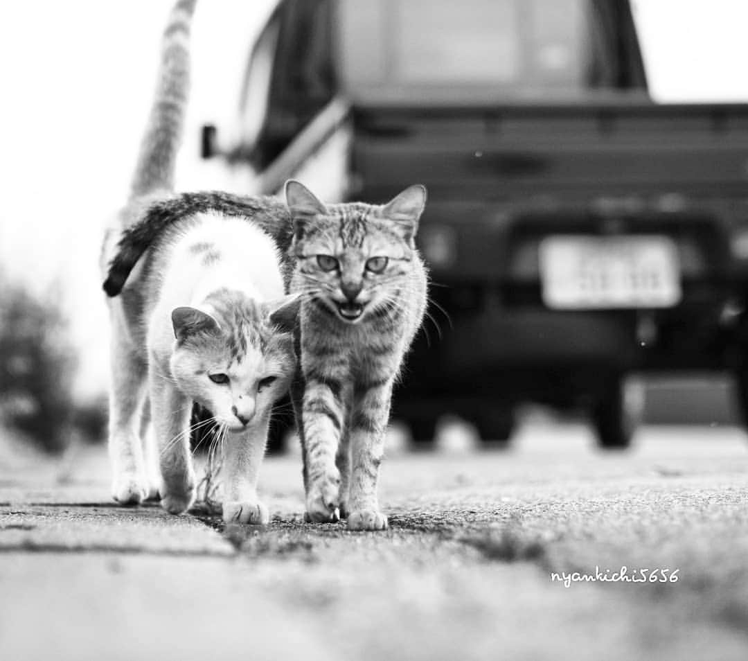 路地裏のにゃん吉さんのインスタグラム写真 - (路地裏のにゃん吉Instagram)「ぽん吉とごぼうの過去画です。  ごぼうの絡んだ尻尾がなんとも愛らしい。  ポン吉とごほうが姿を見せなくなって ずっと探し続けてるのですが 今だに会えません。  何処かで生きてると信じたいです。  Shot with OM-D E-M1 MarkⅡ M.ZUIKO DIGITAL ED 12-100mm F4.0 IS PRO  　  #生き抜け野良猫 ぽん吉 ごぼう #camera_kitamura #breakfree_olympus #แมว #igersjp#のらねこ部#猫#ねこ部#gallery_legit #にゃんすたぐらむ#みんねこ #cats#ファインダー越しの私の世界 #catsofinstagram #gatto#catloversclub#bnw_drama#gf_bnw #東京カメラ部#icu_japan#getolympus #love_bestjapan #スナ_スナ_フォトコン2021 #bestphoto_japan #bnwcatalonia」1月8日 15時50分 - nyankichi5656