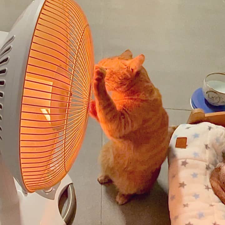 Katetsaiのインスタグラム：「把電暖爐往自己的方向喬一下 Michael turned the heater toward him.  #聽到噠一聲還有點嚇到 #麥摳心機男 #麥摳又發展新技能  #cat #neko #ネコ #ねこ #猫  #Michaelfansclub #麥摳Michael #catsofinstagram #katetsaivideo」