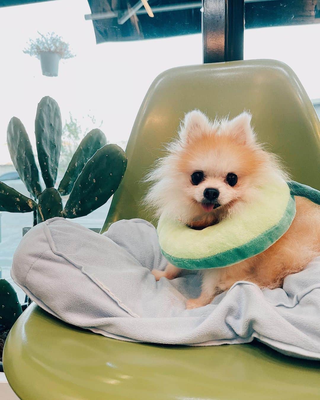 r_oseのインスタグラム：「I wuf you 🌵🐰〰️」