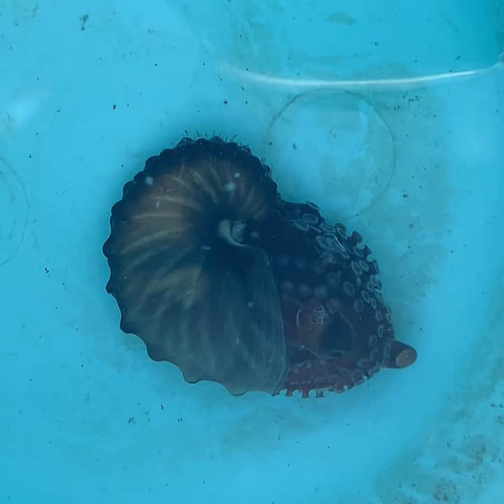 のインスタグラム：「🌏 一目で何の動物かわかった貴方は きっと相当な海の生き物好き。  #以前千葉の漁港で #たまたま獲れたものを見せてもらえました #動いている姿に感動  #何かが別の何かに入っているのではなく #これで１個体です #不思議な組み合わせのようで #よく考えると不思議ではない  #そっくりの別種もいるので #私も区別に自信はありません😂  #こんなときでも生き物は輝いている」
