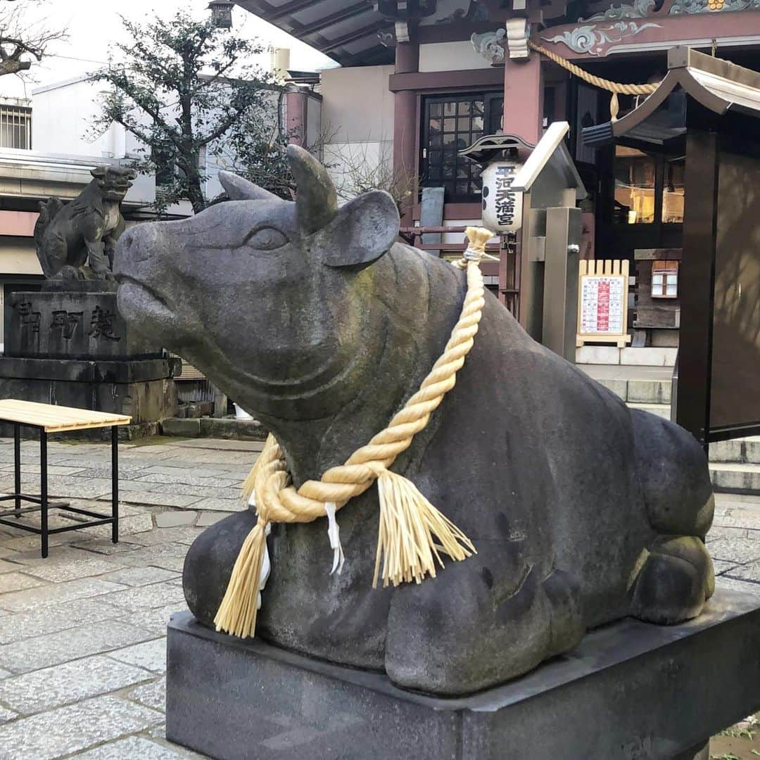 The Japan Timesさんのインスタグラム写真 - (The Japan TimesInstagram)「Feb. 12 marks the beginning of the Year of the Ox. The second animal of the Chinese zodiac, the ox denotes the hard work, positivity and honesty that will be manifested in all of us in the coming 12 months, according to astrologers. Following the Chinese calendar, which rotates in 60-year cycles based on 12 earthly branches, each represented by an animal year, and five element years — wood, fire, earth, metal and water — 2021 is the Year of the Metal Ox. On a deeper level, each earthly branch is also characterized by a yin or yang force and an element. Click on the link in our bio to see what the Year of the Ox holds for us. 📸 Kathryn Wortley . . . . . . #Japan #Tokyo #newyears #zodiac #zodiacsigns #chinesezodiac #japantimes #日本 #東京 #お正月 #お正月 #十二支 #丑年 #ジャパンタイムズ #🐂」1月8日 17時14分 - thejapantimes