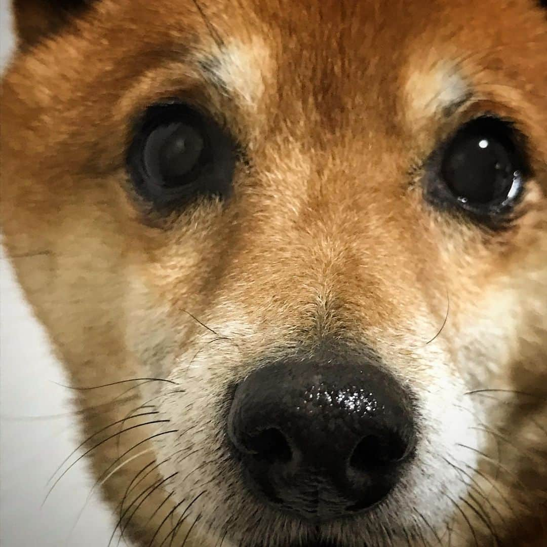 柴犬はなこ Shibainu Hanakoのインスタグラム