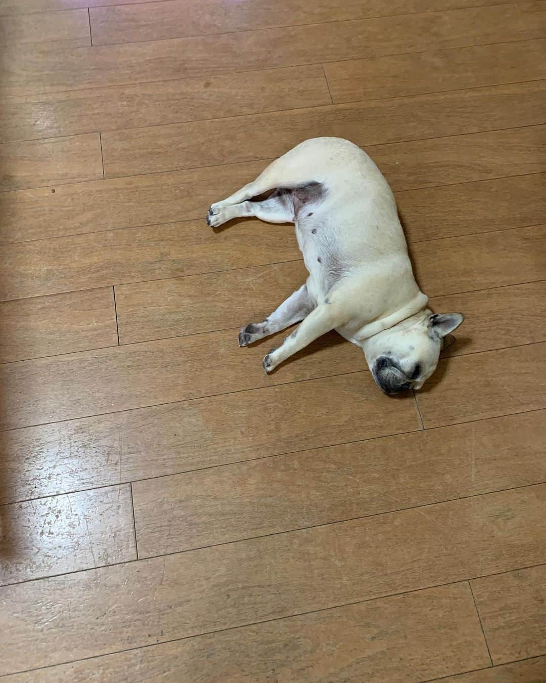 北斗晶さんのインスタグラム写真 - (北斗晶Instagram)「落とし物みたいで可愛い❤️  #花ちゃん  #愛犬 #frenchbulldog  #落とし物みたい」1月8日 17時37分 - hokutoakira_official