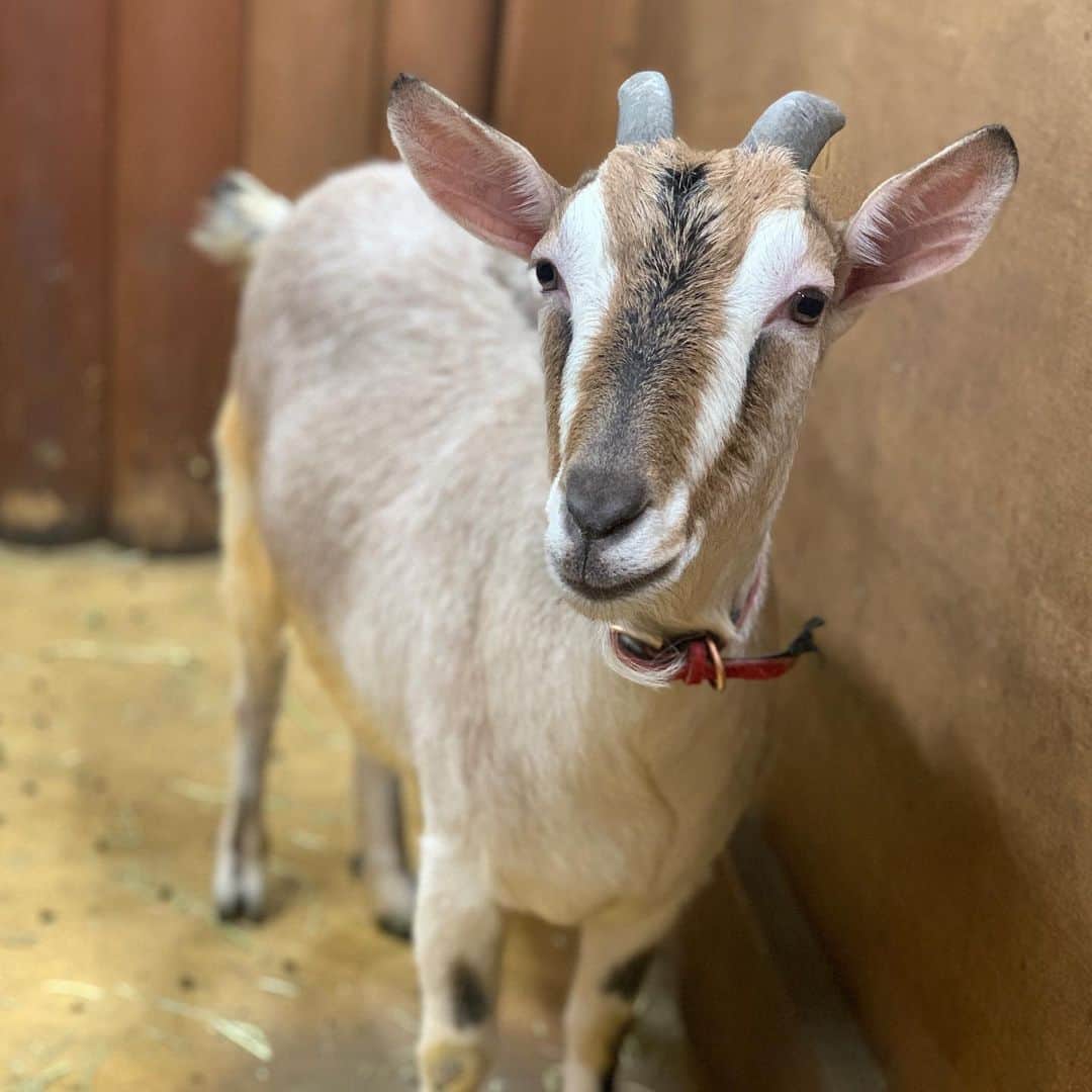 大阪ECO動物海洋専門学校のインスタグラム：「新しく仲間入りした、トカラヤギの「テンテン」です🤗✨  とっても人懐っこくて可愛いんです❣️ 学生のブログでも紹介しているので、学校HPからぜひ見てね♬  #大阪ECO #大阪eco #大阪ECO動物海洋専門学校 #動物 #専門学校 #動物看護師 #ドッグトレーナー  #ペットトリマー #ドルフィントレーナー #飼育 #アクアリスト #家庭犬 #ヤギ #トカラヤギ」