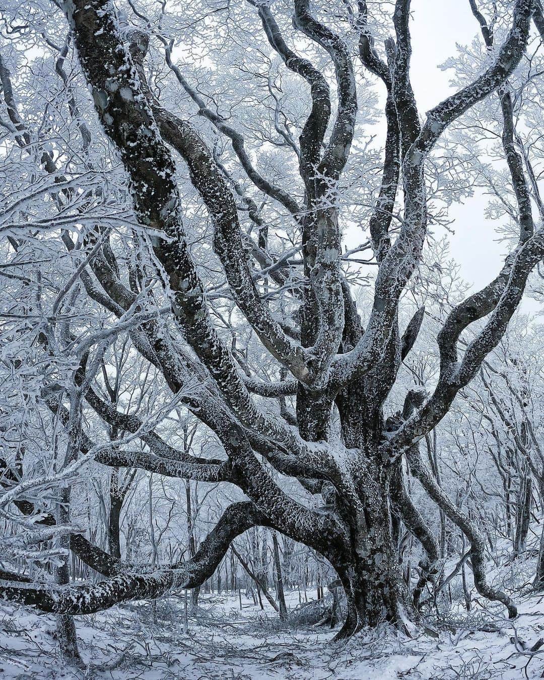Visit Wakayamaさんのインスタグラム写真 - (Visit WakayamaInstagram)「. ⠀ Frozen tranquility in the Kii Mountains. You can almost hear the soothing silence of winter.⠀ 📸 @okayuki0625⠀ 📍 Ryujindake, Wakayama」1月8日 18時00分 - visitwakayama