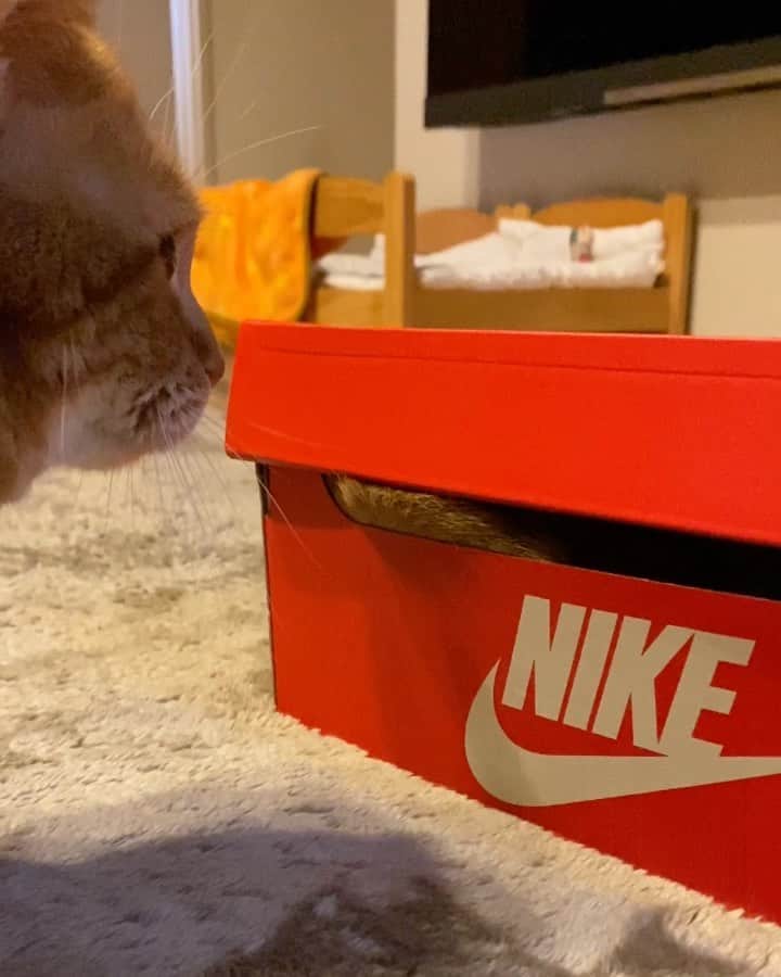 茶太郎 & きなこのインスタグラム：「にゃんだこれ🍑😑⁉️ Don't touch my butt📦😑🍑 #きなこのおちりにゃりよ #触らないでお兄ちゃんのエッチ #マンチカン#猫#munchkin #cat#catstagram #amazing#ねこ#茶トラ#短足#catsofinstagram#excellent_cats#9gag#cats_of_world_#instacat_meows#bestcats_oftheworld#catsofig#instacat#cats_of_instagram」