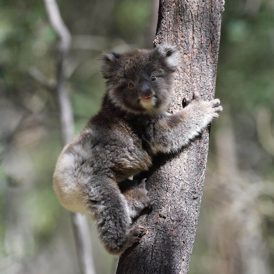 Australiaさんのインスタグラム写真 - (AustraliaInstagram)「It wasn’t me! 😳 @davidcunninghamwildlife caught this cheeky baby #koala getting up to mischief in #TidbinbillaNatureReserve. Koala sightings (as well as kangaroos, wallabies, platypus, bandicoots, echidnas, and emus) are common in the @visitcanberra reserve which also plays a vital role in wildlife management and protection. Tidbinbilla has 100ha of predator free habitat which allows for species recovery programs like the conservation of the Southern Brush-tailed Rock-wallaby, Northern Corroboree Frog and Eastern Bettong. #seeaustralia #VisitCanberra #holidayherethisyear」1月9日 4時00分 - australia