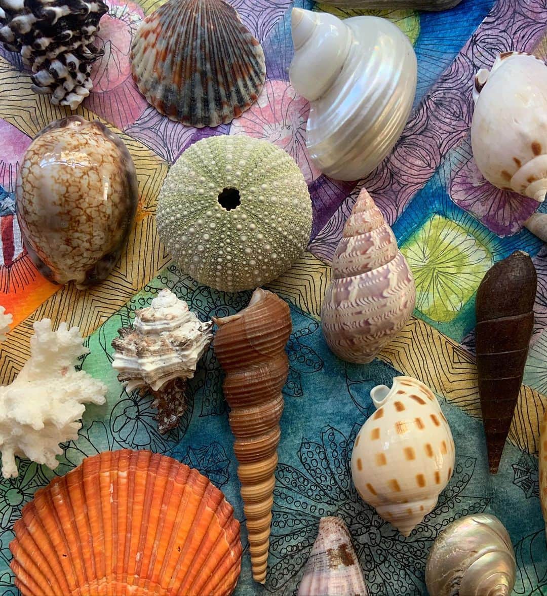 ブルックグレグソンのインスタグラム：「Seashells from the seashore keeping me inspired. 🐚 🐚 🐚 #texture #color #seashells #geometryinnature」