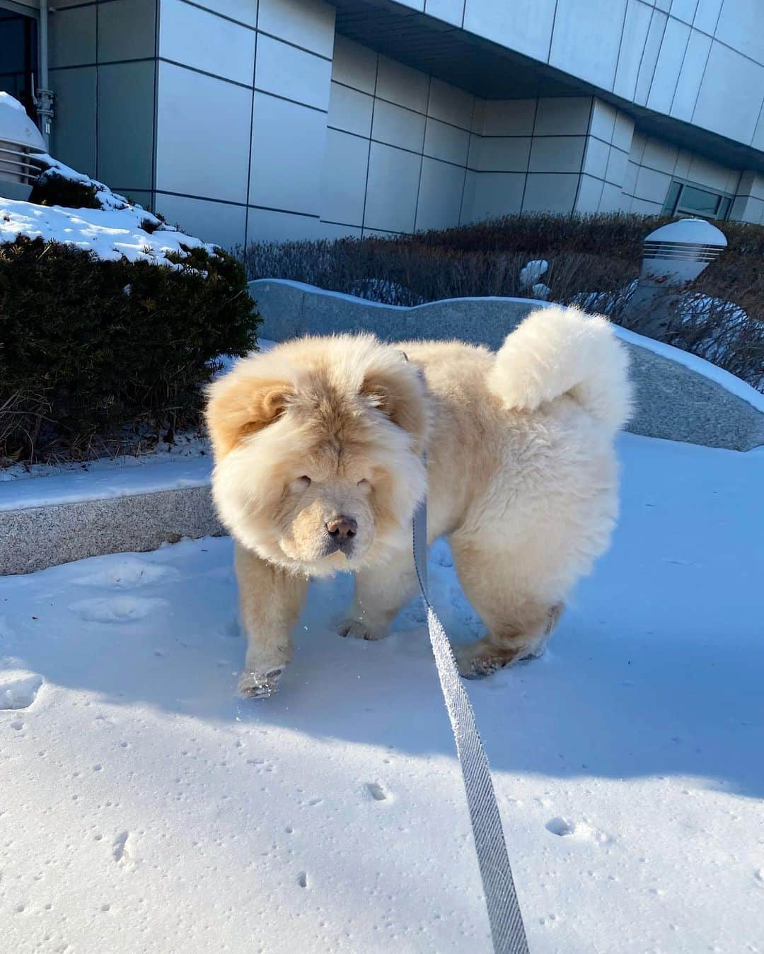 キム・ミニさんのインスタグラム写真 - (キム・ミニInstagram)「매일매일 신나는 청순이의 겨울 ☃️ #청순일기  #오늘저녁밥은니가해김청순」1月8日 20時05分 - mimiwor