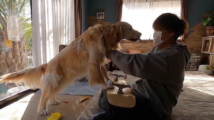 のインスタグラム：「。 。 ペケボーできたー🤣🙌🏻🐶🙌🏻 。 この間のスケボーは 激安スケボーで 子供用なんだって😂 。 ぺーがスケボーを怖がらないて事がわかったから買ってみたよー🤣 。 そしたらね バラバラで売ってんの😱 。 もう何がなんだかわかんないから 極太のコンプリートってやつを頼んだら バラバラで届いた😑💧 . 組み立て説明書すらなかったよ😭 。 。 。 #本日のYouTube #ペケボーが出来るまで動画 #激安と違ってスイスイ滑らか #激可愛ペケボ #カッティングシート白しかなかった #他の色が良かったかなー😂 。 。 #ゴールデンレトリバー#goldenretriever#dog#犬#あーるん#golden#retriever#doglover#insta_dog#ぺんぺん子ちゃん#welovegoldens#Instagram#Instagramjapan#Instagramdogs#9gag#dogstagram#dogsofinstagram#dogs#doggy」