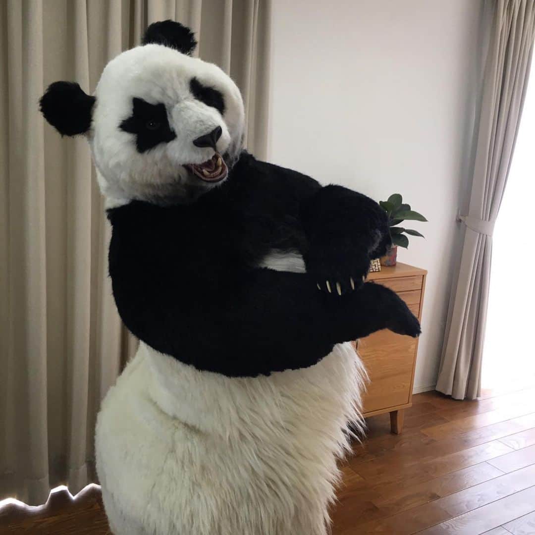 星星（セイセイ）さんのインスタグラム写真 - (星星（セイセイ）Instagram)「🌈🤩🌺 #レイア撮影 #パンダグラマー #アザトパンダ . レイアが撮影してくれた写真あげちゃお🌟🐼 . #星星 #パンダ #panda #pandagram #パンダ好きな人と繋がりたい #ZIP!」1月8日 20時26分 - seisei_panda