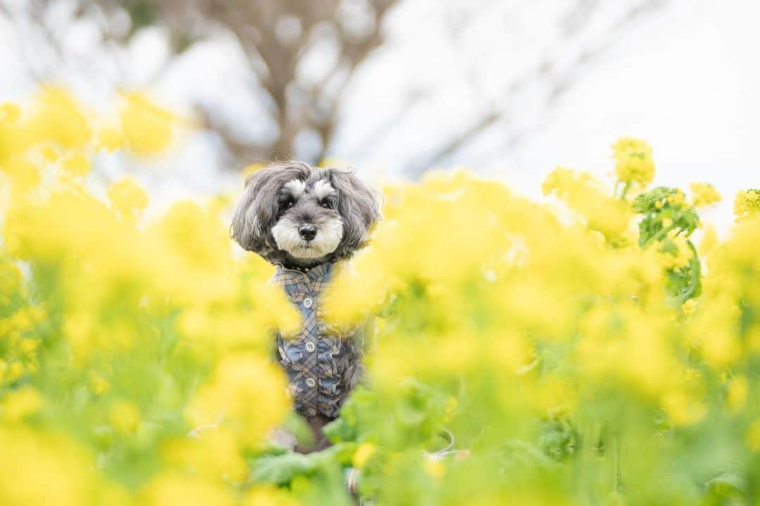 のインスタグラム：「⑅︎◡̈︎* ・ ぬ〜ん✿︎˘︶˘✿︎ ).｡.:* ♬︎*゜ 菜の花の妖精イヴです🐾 こんばんワン٩( ´◡︎` )( ´◡︎` )۶ ・ みんなが心も体も暖かくなる魔法をかけちゃうぞっ◡̈⃝︎⋆︎* ・ #菜の花  #yellowflower  #flowerdog  #花と犬  #dogandflower  #rapeblossoms  #はなまっぷ2021  #ジェニッカーズ  #妖精さん  #dogenic #love_bestjapan #daily_photo_jpn #わんことおでかけ #doglife #doglover #inuくらぶ_jpn #しゅなら部 #ミニチュアシュナウザー #ミニシュナ #シュナウザー #miniatureschnauzer #schnauzer #schnauzerofinstagram #schnauzer_lovers #schnauzer_of_instagram #asianfusiongrooming #inulog  #inutokyo  #dogsta #insta_dog」