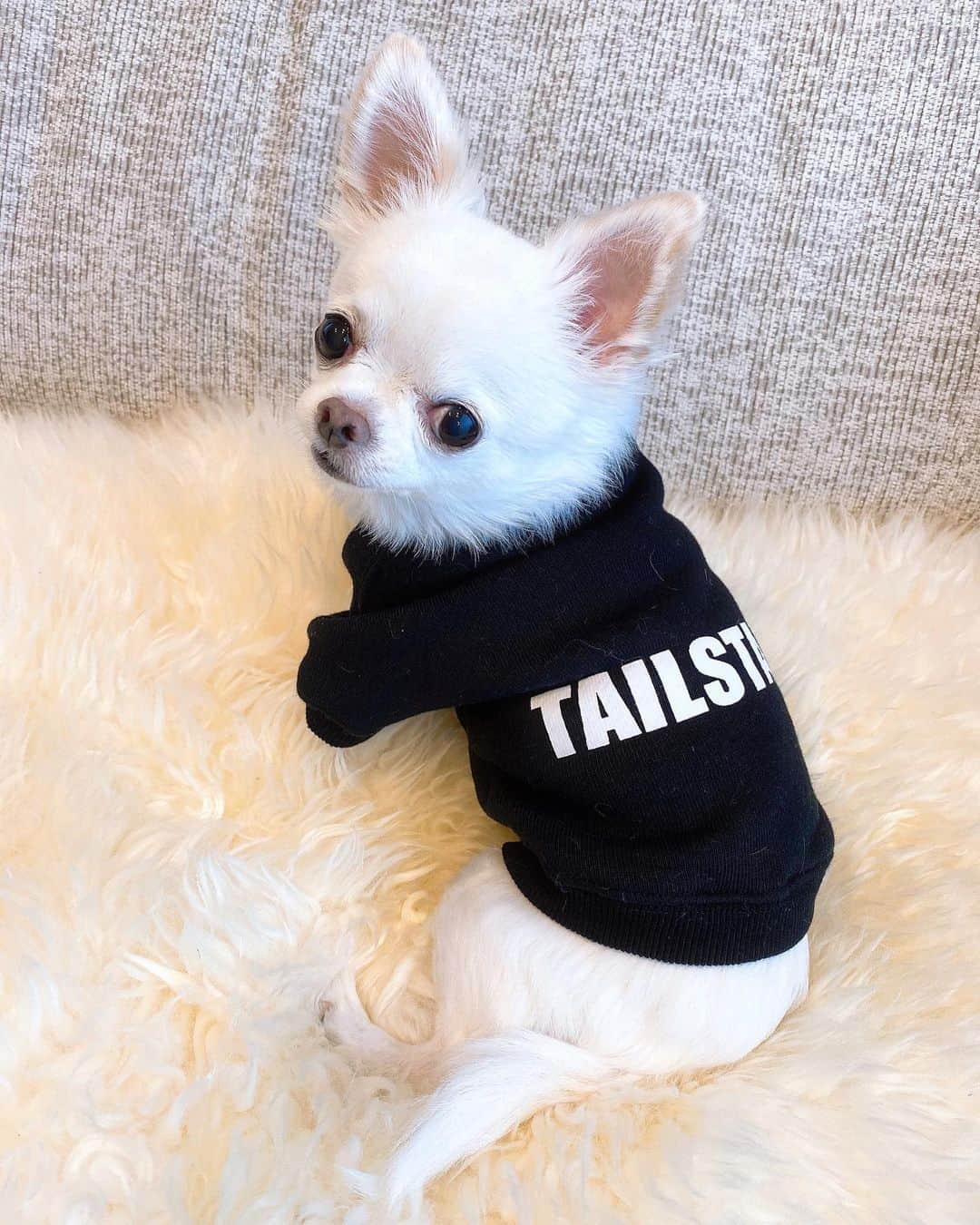 さわいえりさんのインスタグラム写真 - (さわいえりInstagram)「わんことペアルック🐶💞  大好きな愛犬とリンクコーデ出来るブランド♩ 【#tailstales @tailstales2020 】  今の季節にぴったりな あったかなスエットコーデ❄️ ★TT LOGO SWEAT★ ★TT LOGO SWEAT(for DOG)★  しっかりした生地で暖かい✨ デザインシンプルで愛犬とも着やすい〜💕  おうちコーデはもちろん、 お出かけで着てもめちゃ可愛い🥰  @tailstales2020 をチェックしてみてね🏹 ・ ・ ・ ・ ・ ・ ・ ・ ・ #tailstales2020#愛犬とペアルック#リンクコーデ#ペットのいる生活#愛犬との暮らし#チワワ#ちわわ#チワワ部#ちわわなしでは生きていけません会#白チワワ#愛犬とお出かけ#愛犬グッズ#ペットとリンクコーデ#小型犬」1月8日 20時41分 - beauty_eri7