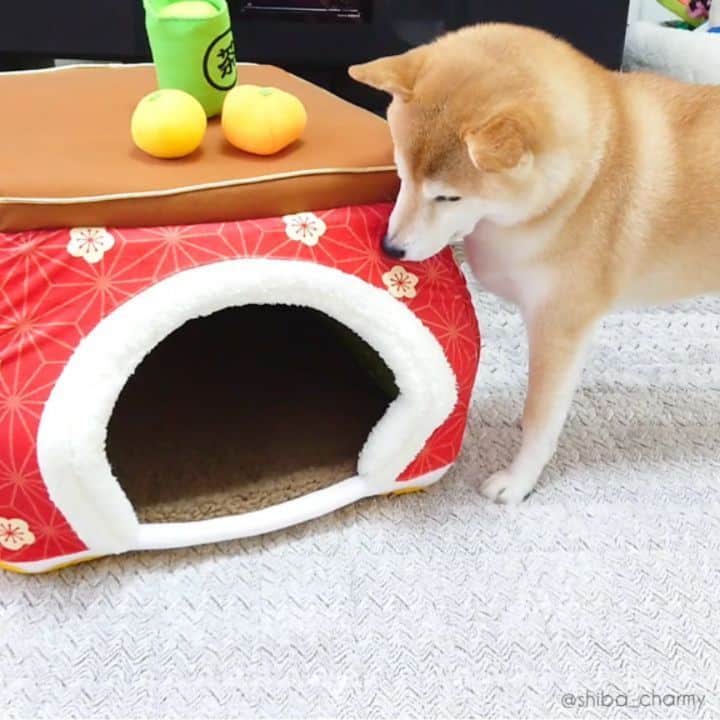 ちゃみのインスタグラム