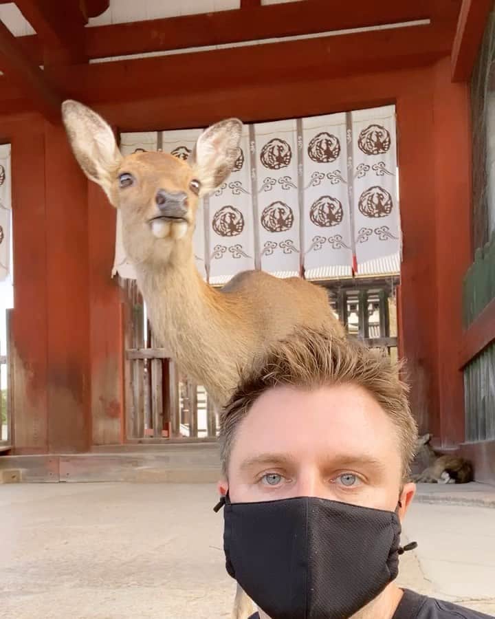 のインスタグラム：「The screams of another Japanese high schoolgirl being attacked for crackers.   Nara Park, Sep. 2020   #nara #deer #Travel #japan」