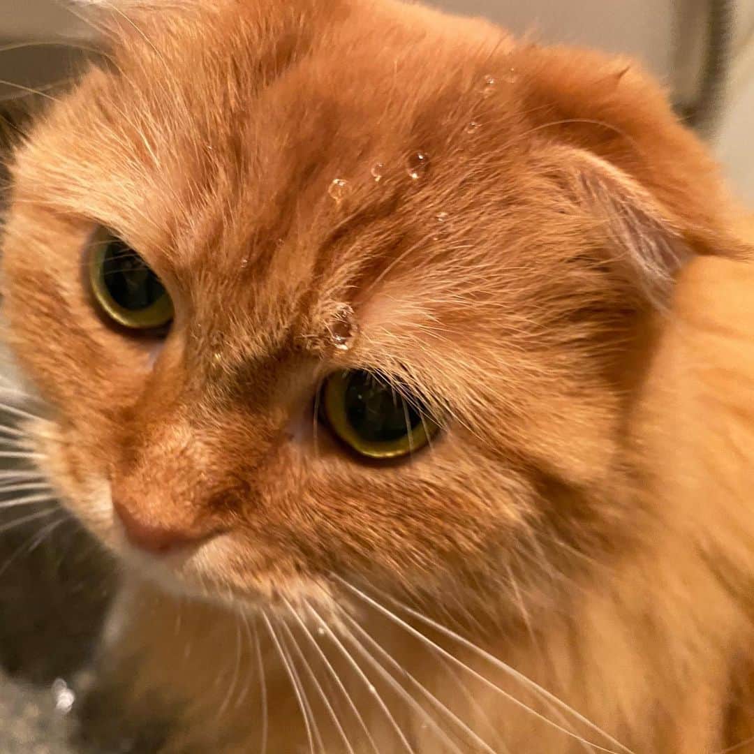 井上富美子さんのインスタグラム写真 - (井上富美子Instagram)「猫の後頭部は可愛い  水滴が付いてると さらに可愛い  #ねこ #猫 #愛しい #可愛い #癒し #相変わらず #水道から水を飲んでます #cat #catstagram」1月8日 20時43分 - fumi_ino1222