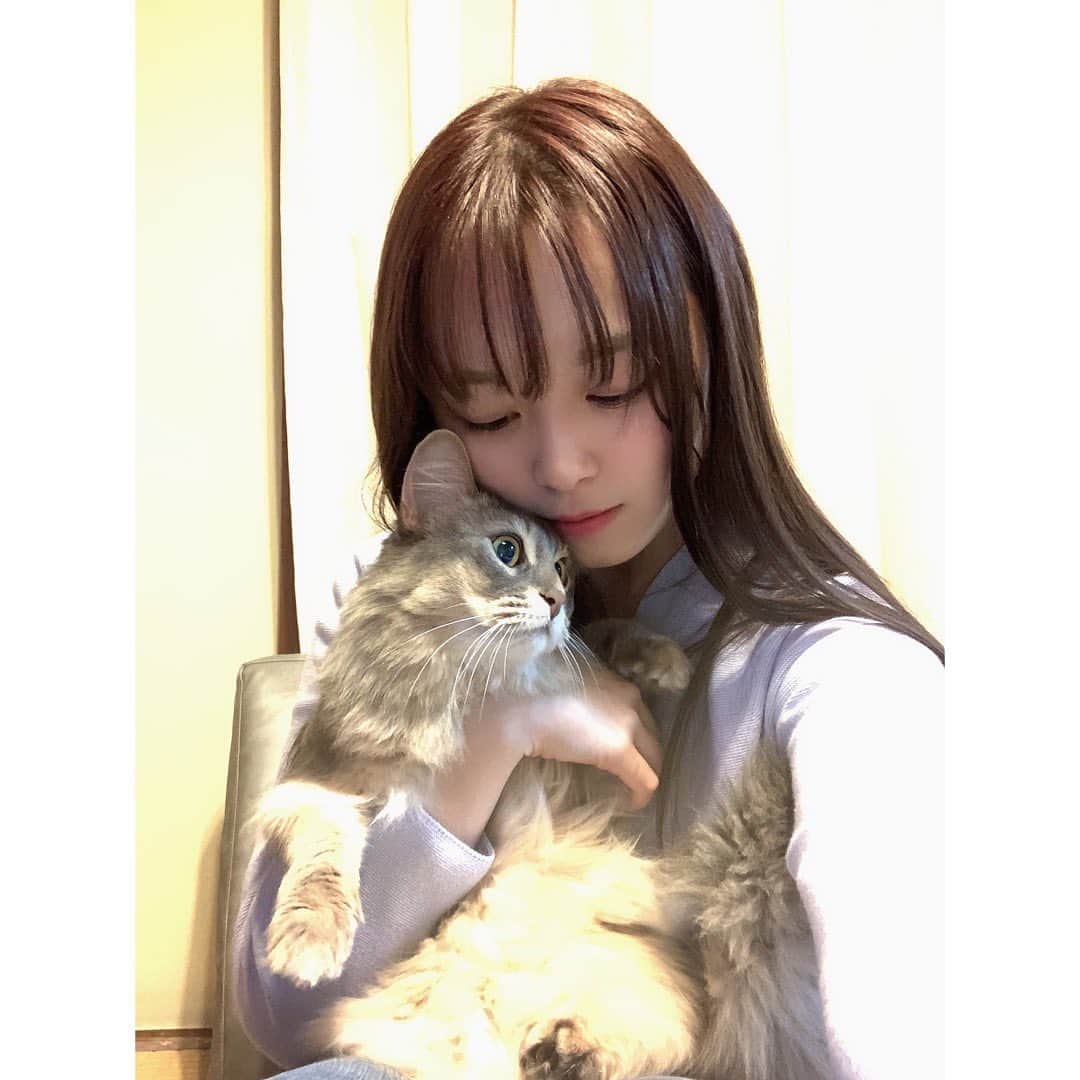 我妻美月のインスタグラム：「ゼロくん！2歳！ステイホームはゼロとアンに癒されて過ごそうと思います🐈🐕 ． ． ． #ソマリ#ソマリブルー #ステイホーム  #猫がいる生活 #犬のいる暮らし」
