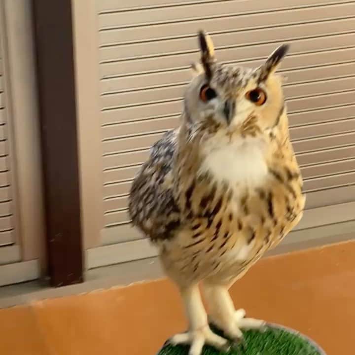 GEN3 Owlのインスタグラム：「ほほほほほほほほほほっ hohohohohohohohoot  #owl #owlgaru #フクロウ」