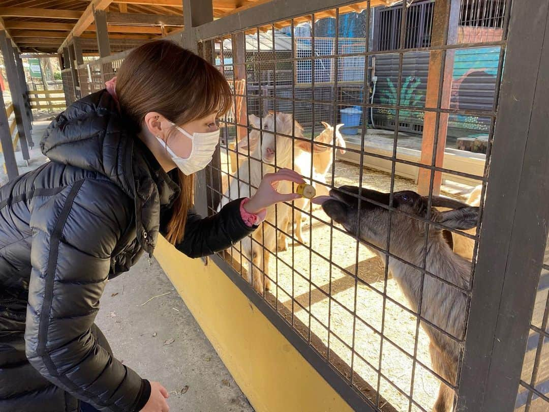 小森美果のインスタグラム：「餌やり大好き🐷ぞうとのしゃしんじゃないけどぞうの国いったよ。 何回めだろうか…笑」