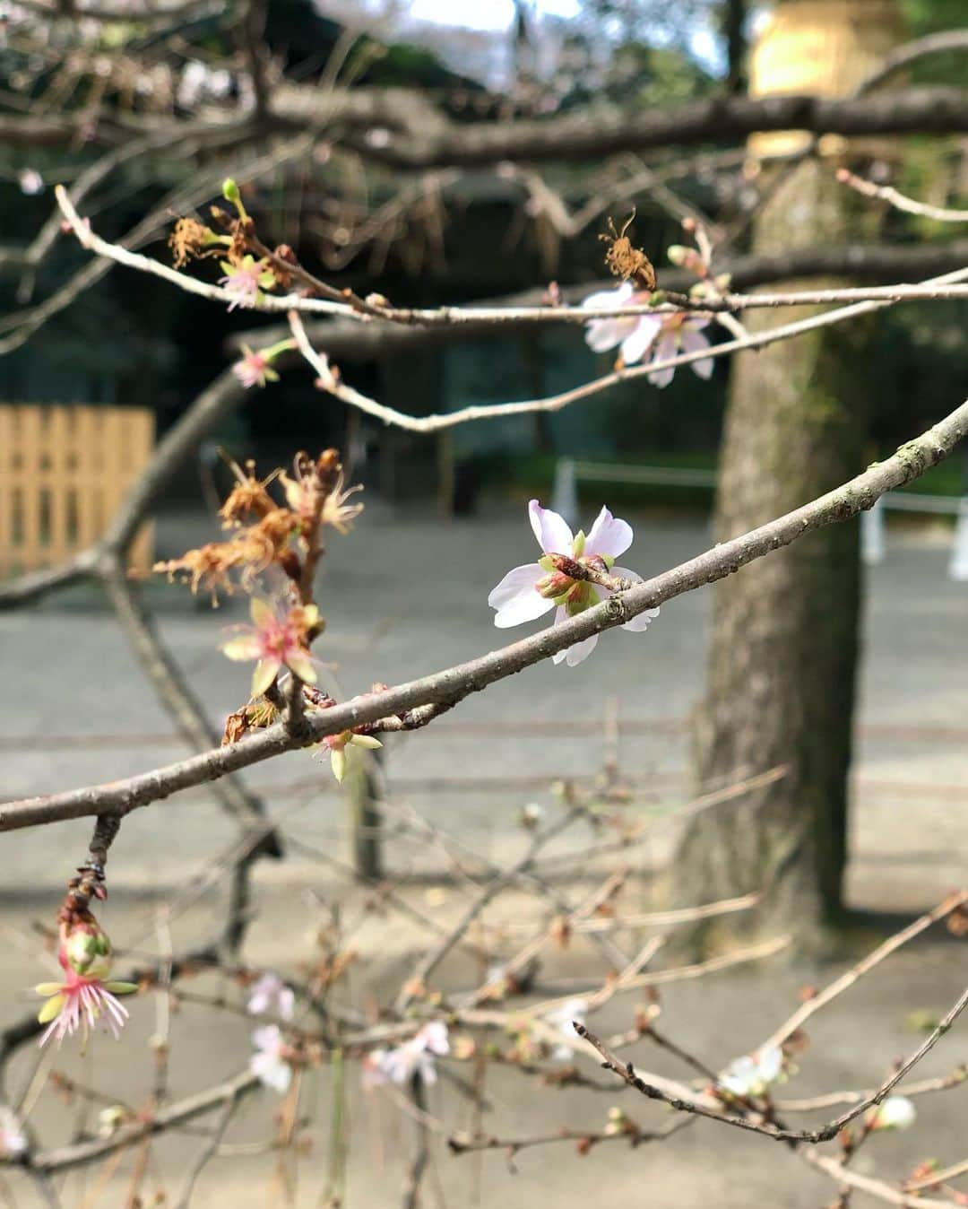 Manaさんのインスタグラム写真 - (ManaInstagram)「🐾⛩🎍 熱田神宮へ参拝に💕 . こんばんは😊 毎年恒例の熱田神宮✨ . 今年は辞めておこうかとも悩みましたが 空いていそうな時間を狙って行ってきましたよ🌸 . . . コーディネートは私にとっては 珍しい甘々コーデ☺️💗 ヘアセットも変えてみました♪ . マスクも @asagao.beauty さんの ふりふりマスクで甘さプラス！💐 . . . Tops：#uniqlo Skirt：#apuweiserriche Coat：#rienda Bag：#chanel . . . #熱田神宮 #熱田 #神社 #参拝 #お参り #お詣り #毎年恒例 #初詣 #あったかコーデ #冬コーデ #グリーンコーデ #コートコーデ #ファーコート #大人可愛い #大人コーデ #きれいめファッション #きれいめコーデ  #甘コーデ #甘々コーデ」1月8日 20時56分 - mana.tcy