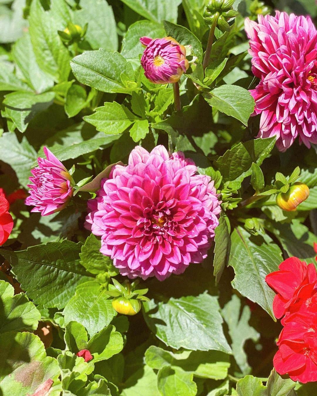 アン・カーティスのインスタグラム：「Choose what helps your heart bloom - Dhiman.  During lockdown Mum decided to plant her very own Dahlias. She planted different kinds in her front garden and now their season is upon us. Look how they’ve bloomed 🌸  It was seriously such a joy to wake up one morning and see them 🦋」