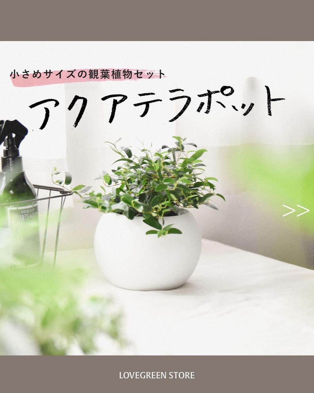 LOVEGREEN -植物と暮らしを豊かに。のインスタグラム