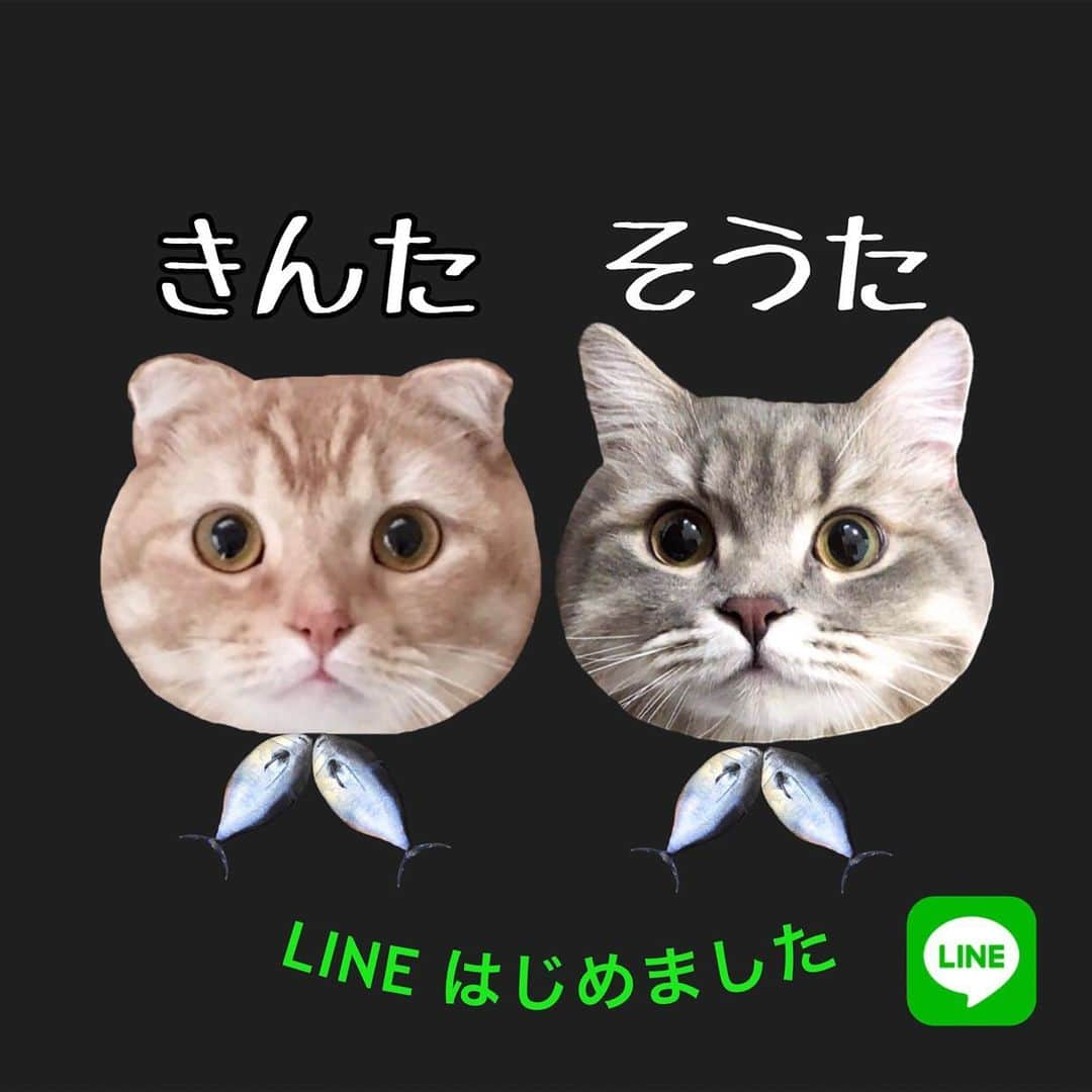 金太さんのインスタグラム写真 - (金太Instagram)「. LINEアカウント作りました。 良かったらお友だち登録お願いします🥺✨ . 以前インスタに投稿した動画中心にタイムラインに垂れ流しです。 ピンポン🔕トークはなりません。 いつの間にかタイムラインに流れている感じです。 ㅤㅤㅤㅤㅤㅤㅤㅤㅤㅤㅤㅤㅤ お友だちになってもこちらにはわからない仕様なのでどなたが登録したらわかりません。《登録してくれた方ありがとうございます😻》 .  → @vvviopw リンクから飛べます →4枚目をスクショして、LINEの友達追加のQRコードから読み込めます →LINEの👤➕🔎お友だち追加検索で《ㅤㅤㅤㅤㅤㅤ@593btwhd 》を入力するとでてきます。@マークも入力  ㅤㅤㅤㅤㅤㅤㅤㅤㅤㅤㅤㅤㅤ .  🤫ここだけの話、LINEのタイムラインって見ます？(笑) 宣伝しといて何言ってんのって感じですが🤣 インスタのお友だちも何人かはじめて登録したのでそれで私もタイムラインちょくちょく見るようになりました😅 . もし良かったらお気軽に〜😆 . . #LINE #lineはじめました  #lineタイムライン  #line公式アカウント」1月8日 21時20分 - vvviopw