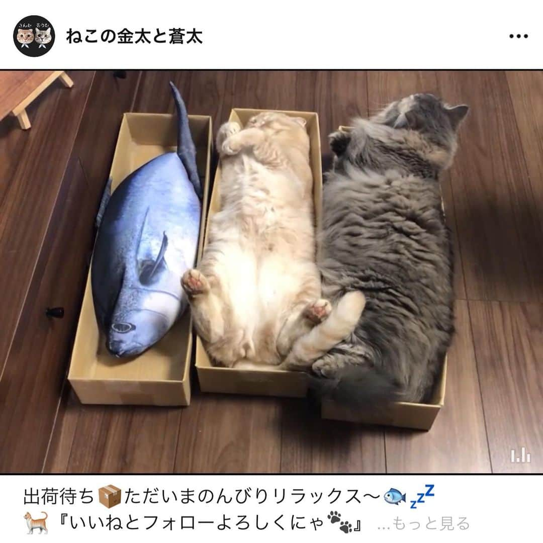 金太さんのインスタグラム写真 - (金太Instagram)「. LINEアカウント作りました。 良かったらお友だち登録お願いします🥺✨ . 以前インスタに投稿した動画中心にタイムラインに垂れ流しです。 ピンポン🔕トークはなりません。 いつの間にかタイムラインに流れている感じです。 ㅤㅤㅤㅤㅤㅤㅤㅤㅤㅤㅤㅤㅤ お友だちになってもこちらにはわからない仕様なのでどなたが登録したらわかりません。《登録してくれた方ありがとうございます😻》 .  → @vvviopw リンクから飛べます →4枚目をスクショして、LINEの友達追加のQRコードから読み込めます →LINEの👤➕🔎お友だち追加検索で《ㅤㅤㅤㅤㅤㅤ@593btwhd 》を入力するとでてきます。@マークも入力  ㅤㅤㅤㅤㅤㅤㅤㅤㅤㅤㅤㅤㅤ .  🤫ここだけの話、LINEのタイムラインって見ます？(笑) 宣伝しといて何言ってんのって感じですが🤣 インスタのお友だちも何人かはじめて登録したのでそれで私もタイムラインちょくちょく見るようになりました😅 . もし良かったらお気軽に〜😆 . . #LINE #lineはじめました  #lineタイムライン  #line公式アカウント」1月8日 21時20分 - vvviopw