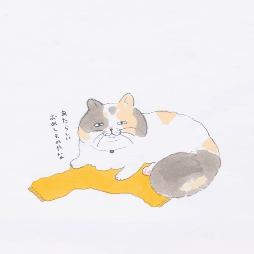 コンドウアキさんのインスタグラム写真 - (コンドウアキInstagram)「#とある猫の日常 #猫 #cat」1月8日 21時23分 - akikondo_insta