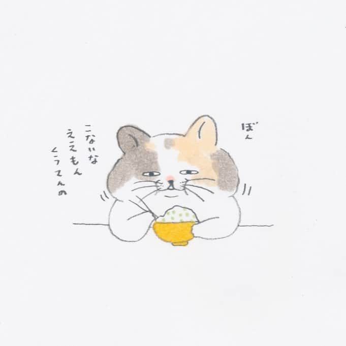 コンドウアキのインスタグラム：「#とある猫の日常 #猫 #cat」