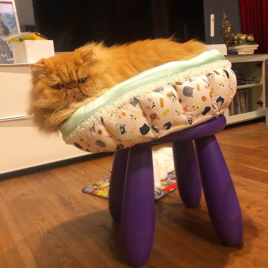 Qのインスタグラム
