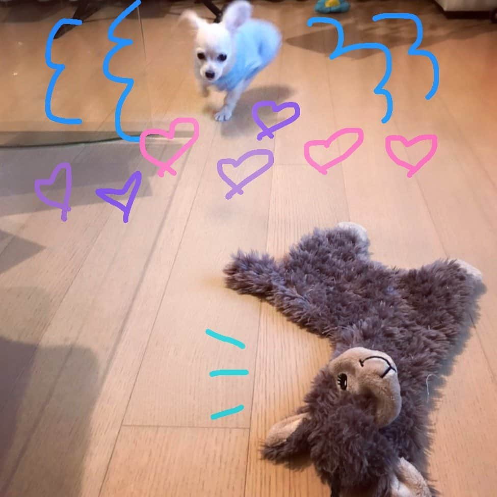 堀未央奈さんのインスタグラム写真 - (堀未央奈Instagram)「🐰？🐶？  #プティ #飛ぶ犬 #パピー時代 #絢音がよく遊んでくれていましたね #乃木坂46 #堀未央奈」1月8日 22時01分 - horimiona_official