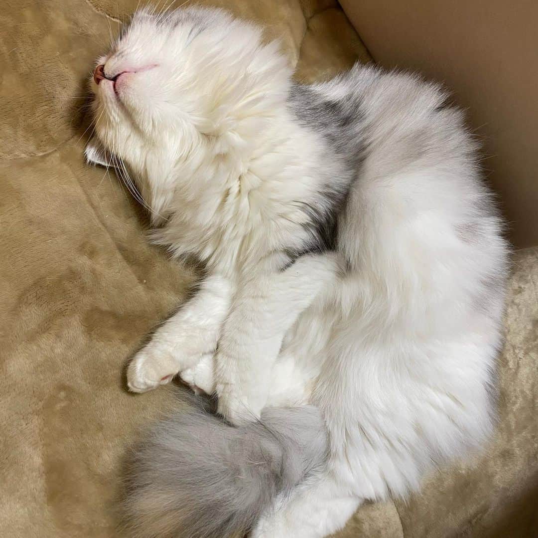 桜咲千依のインスタグラム：「無防備猫( *´꒳`* )」