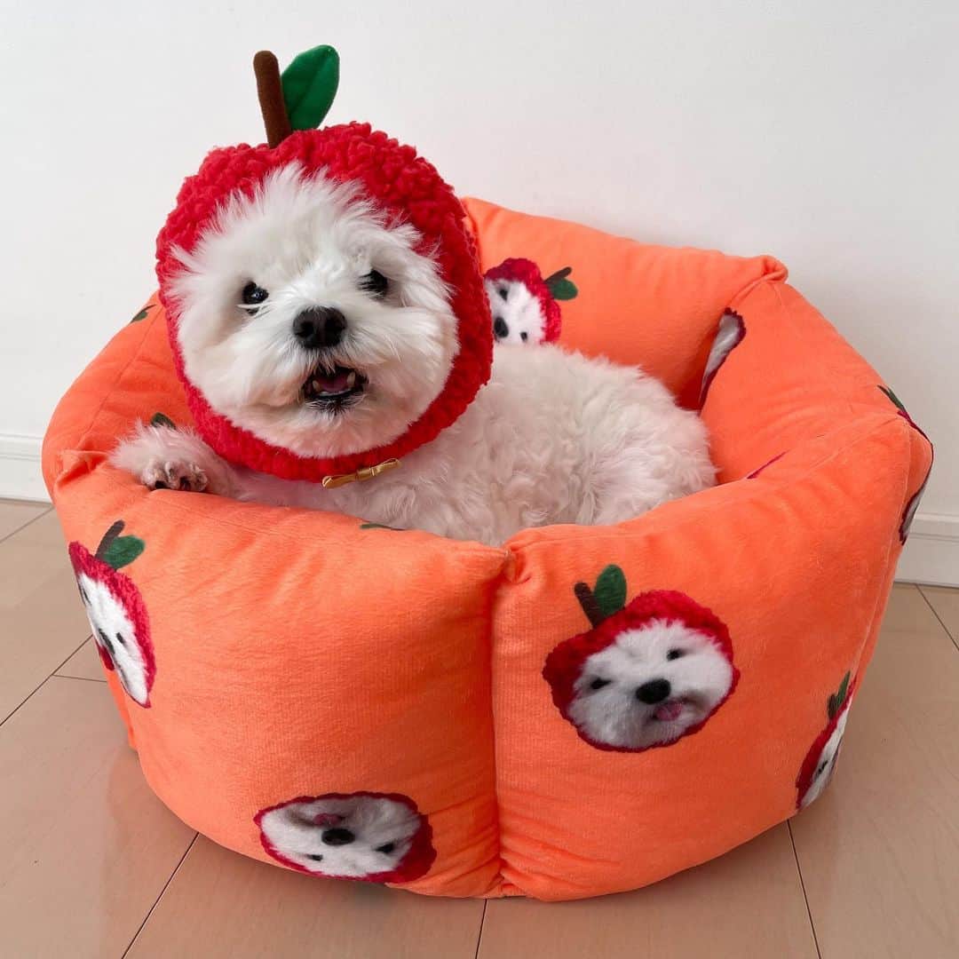 セロリのインスタグラム：「【ベッドの続き】 @katsuhiro_hiroi 投稿しきれなかった写真たち(笑) #maltese #マルチーズ #ペットベッド #オーダーベッド #malteseofinstagram #maltese101 #malteser #malteseofficial #maltesedog #dog #instadog #dogstagram #dogoftheday #doglovers #instapet #adorable #ilovemydog  #ペット #わんこ #ふわもこ部 #犬のいる暮らし #いぬら部  #いぬすたぐらむ #イッヌ」