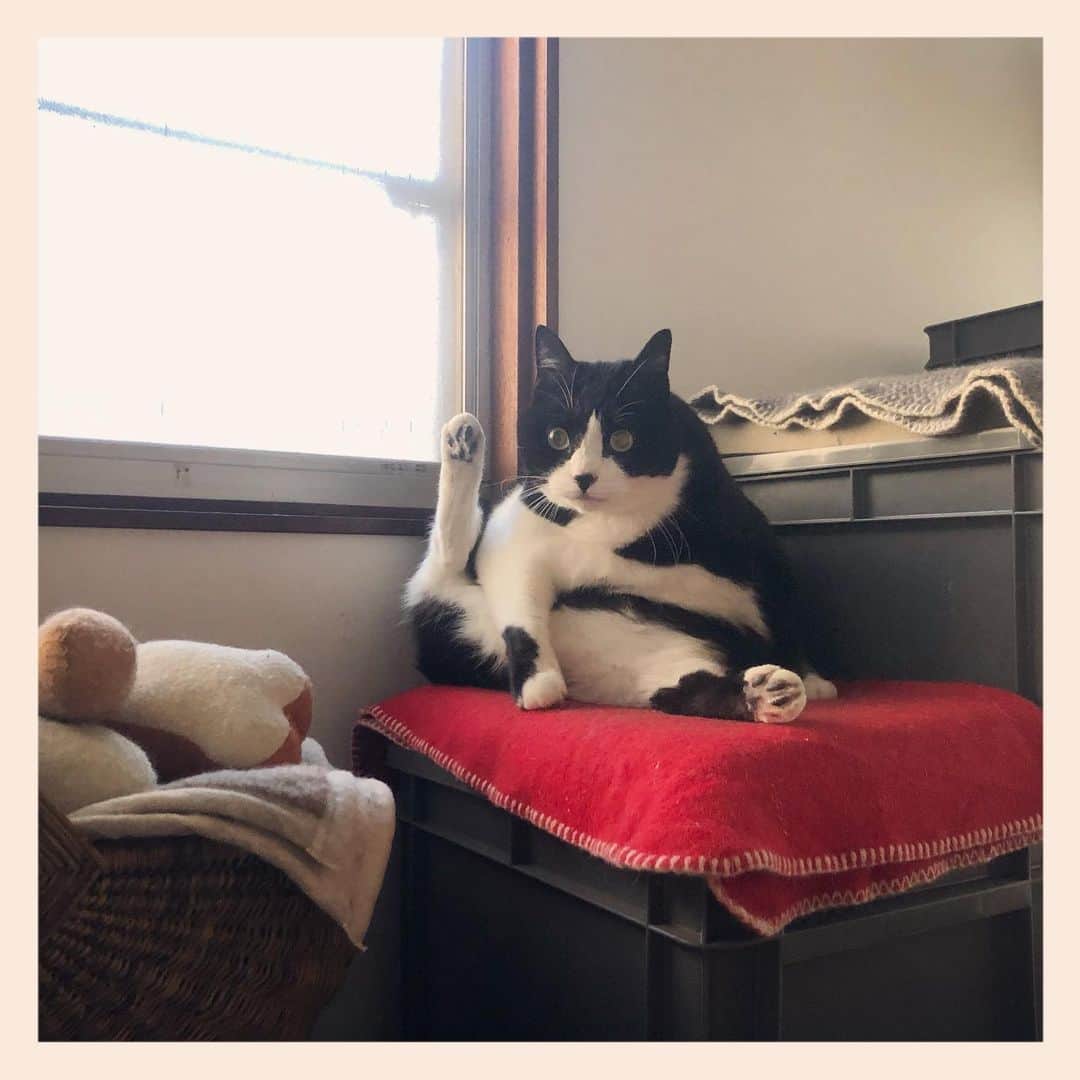 パンといっぴきのインスタグラム：「#元保護猫 #ハチワレ #白黒猫 #blackandwhitecat #tuxedocat」